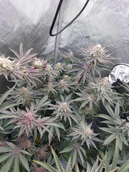 Hnnyhmp Testgrow TB + OM 💚🌱. Week 14
