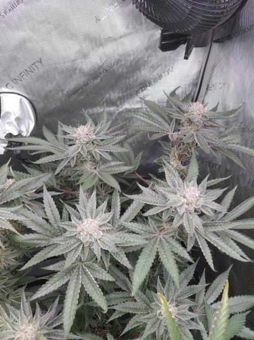 Hnnyhmp Testgrow TB + OM 💚🌱. Week 14