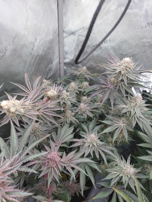 Hnnyhmp Testgrow TB + OM 💚🌱. Week 14
