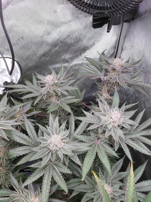 Hnnyhmp Testgrow TB + OM 💚🌱. Week 14