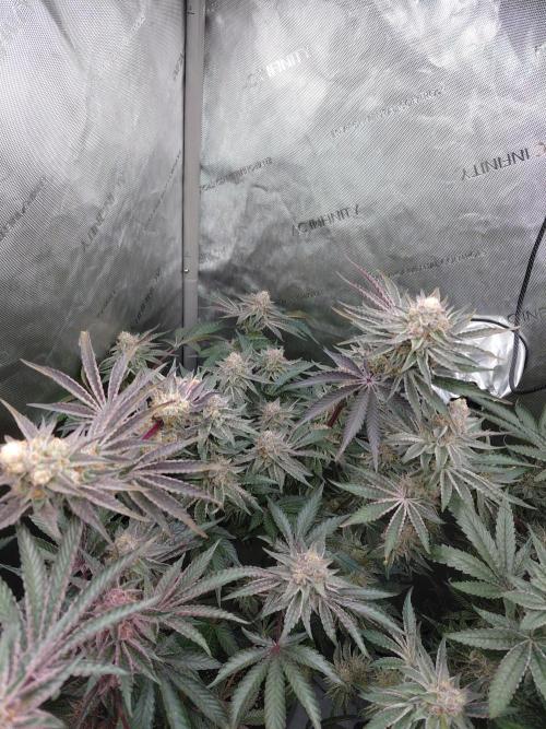 Hnnyhmp Testgrow TB + OM 💚🌱. Week 14