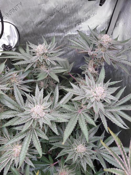 Hnnyhmp Testgrow TB + OM 💚🌱. Week 14