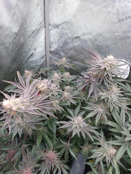 Hnnyhmp Testgrow TB + OM 💚🌱. Week 14