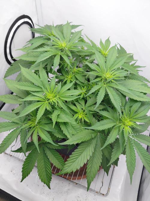 Gorilla Kush Fast Ganjafarmer. Week 8