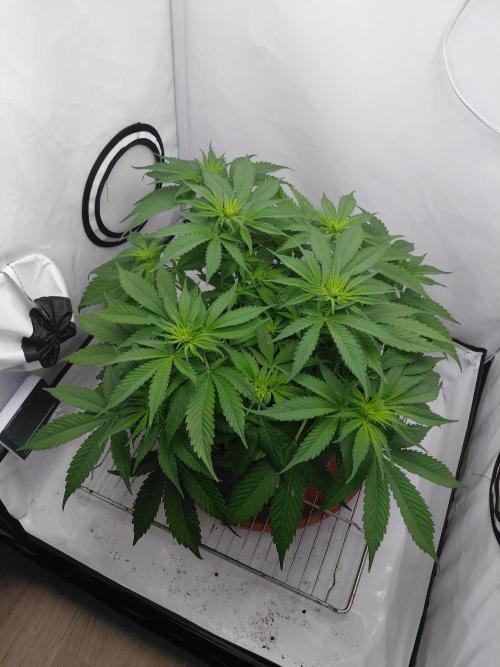 Gorilla Kush Fast Ganjafarmer. Week 8