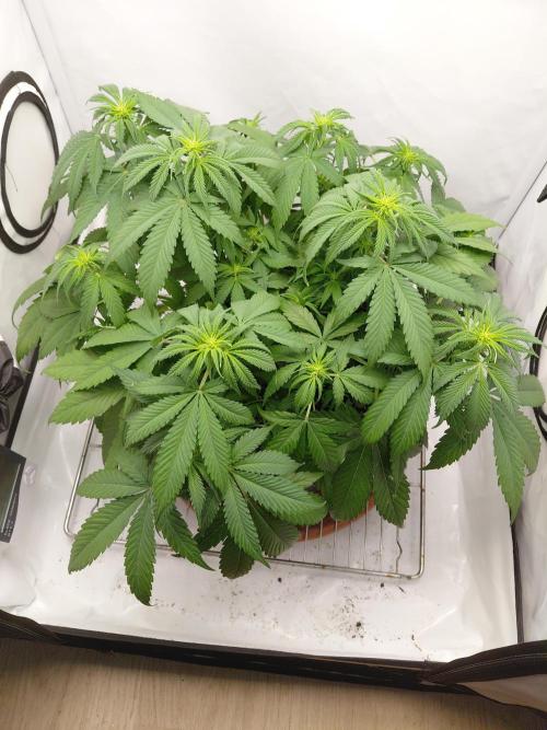 Gorilla Kush Fast Ganjafarmer. Week 8
