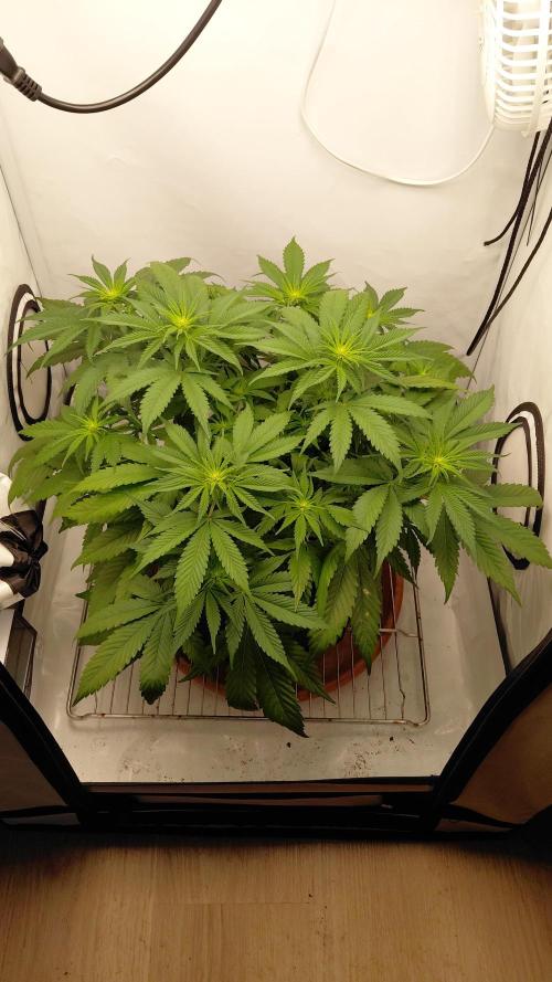 Gorilla Kush Fast Ganjafarmer. Week 8