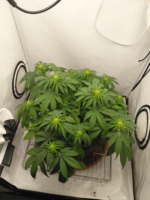 Gorilla Kush Fast Ganjafarmer. Week 8