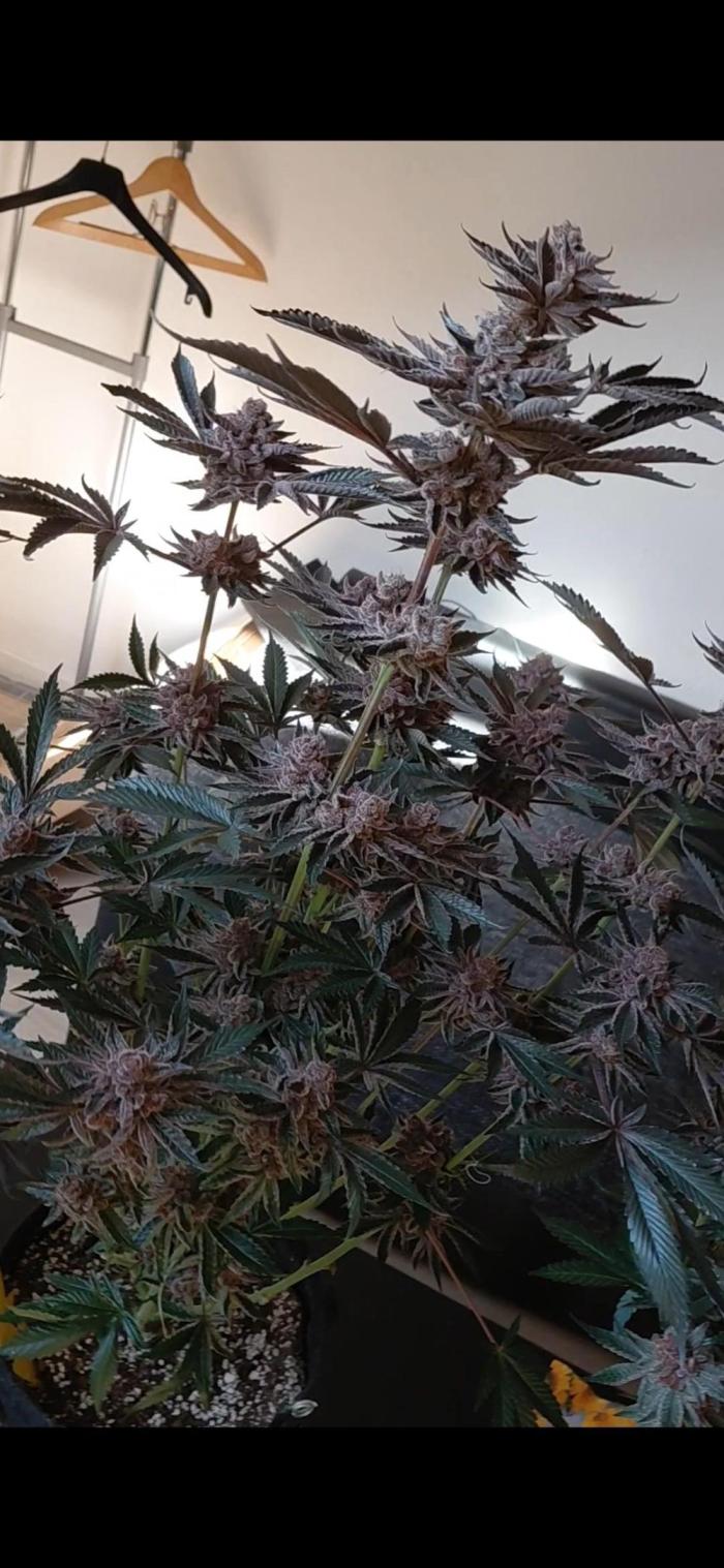 Hnnyhmp Testgrow 2x Nordic Hammer 💚. Week 15
