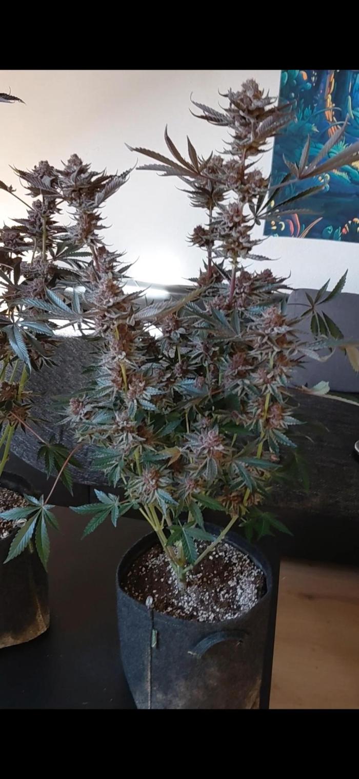 Hnnyhmp Testgrow 2x Nordic Hammer 💚. Week 15