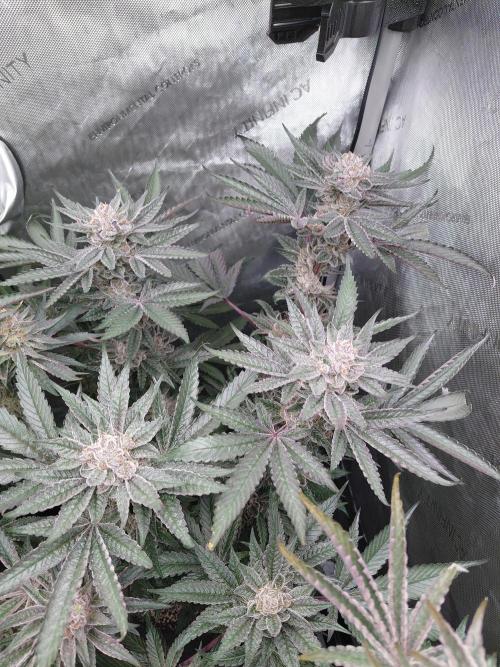 Hnnyhmp Testgrow TB + OM 💚🌱. Week 15
