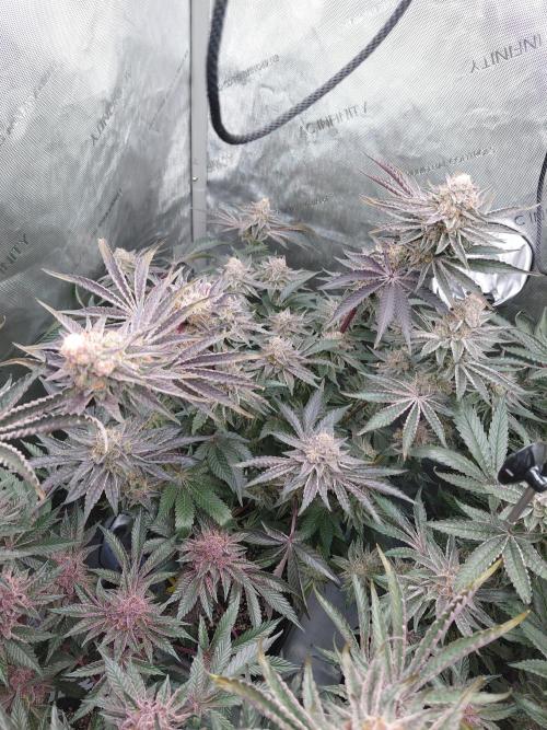 Hnnyhmp Testgrow TB + OM 💚🌱. Week 15