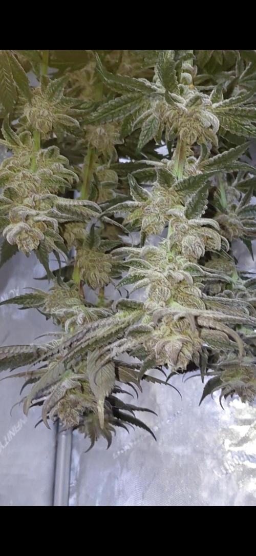 Hnnyhmp Testgrow TB + OM 💚🌱. Week 15