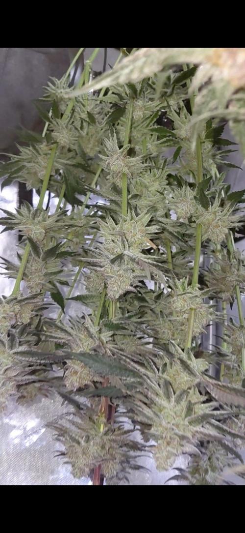 Hnnyhmp Testgrow TB + OM 💚🌱. Week 15