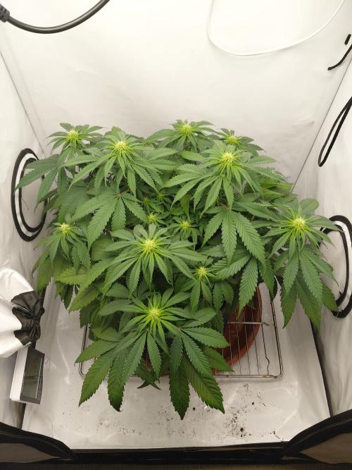 Gorilla Kush Fast Ganjafarmer. Week 9