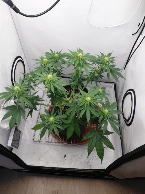 Gorilla Kush Fast Ganjafarmer. Week 9