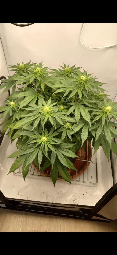 Gorilla Kush Fast Ganjafarmer. Week 9