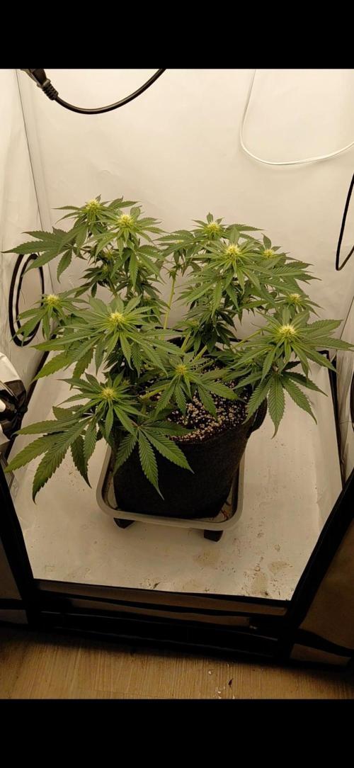 Gorilla Kush Fast Ganjafarmer. Week 9