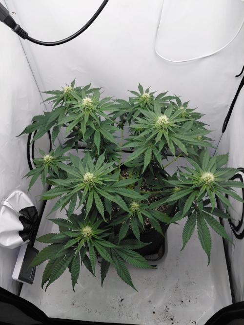 Gorilla Kush Fast Ganjafarmer. Week 9