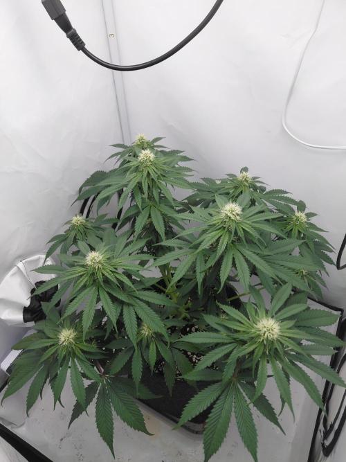Gorilla Kush Fast Ganjafarmer. Week 10