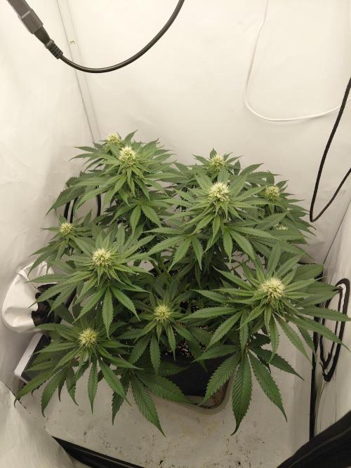 Gorilla Kush Fast Ganjafarmer. Week 10