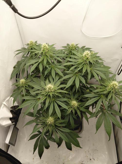 Gorilla Kush Fast Ganjafarmer. Week 10