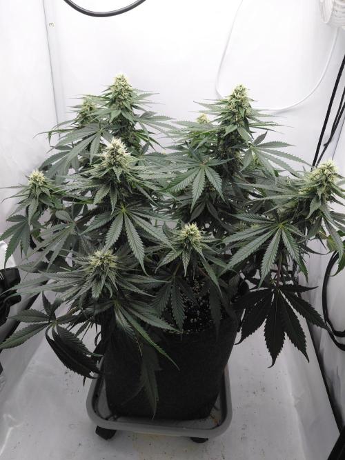Gorilla Kush Fast Ganjafarmer. Week 11
