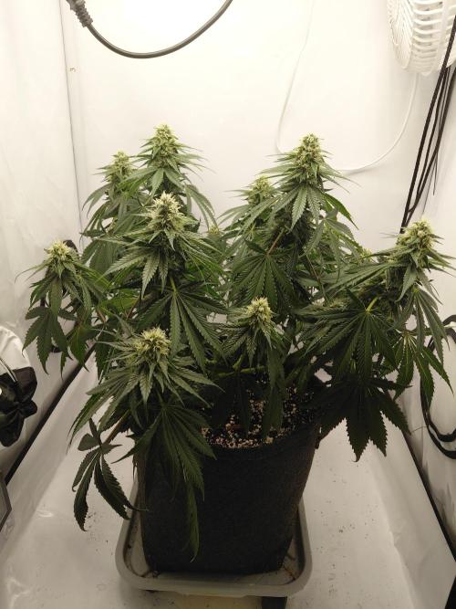 Gorilla Kush Fast Ganjafarmer. Week 11