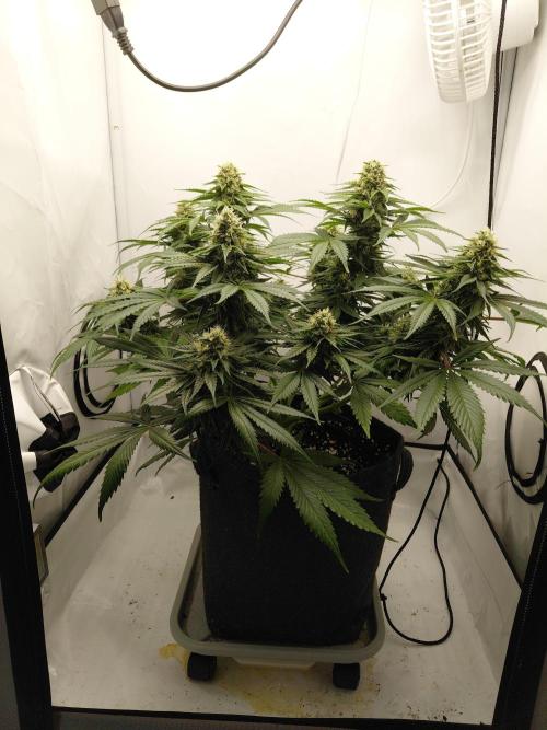 Gorilla Kush Fast Ganjafarmer. Week 12