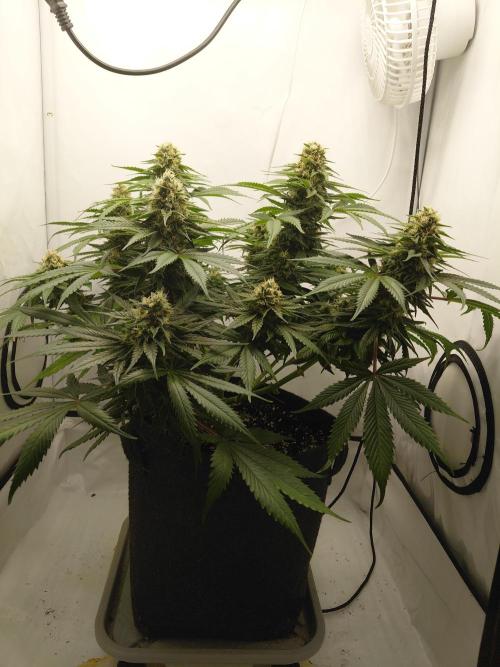 Gorilla Kush Fast Ganjafarmer. Week 12