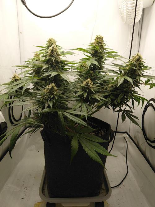 Gorilla Kush Fast Ganjafarmer. Week 12