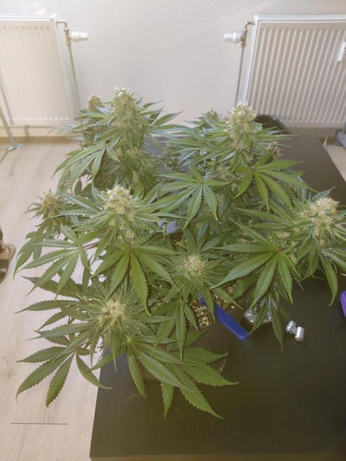 Gorilla Kush Fast Ganjafarmer. Week 13
