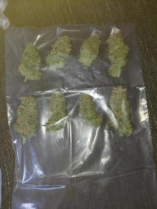 Gorilla Kush Fast Ganjafarmer. Week 13