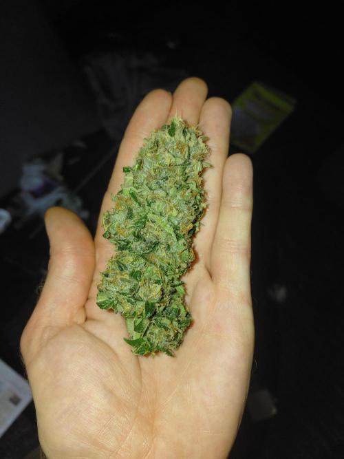 Gorilla Kush Fast Ganjafarmer. Week 13