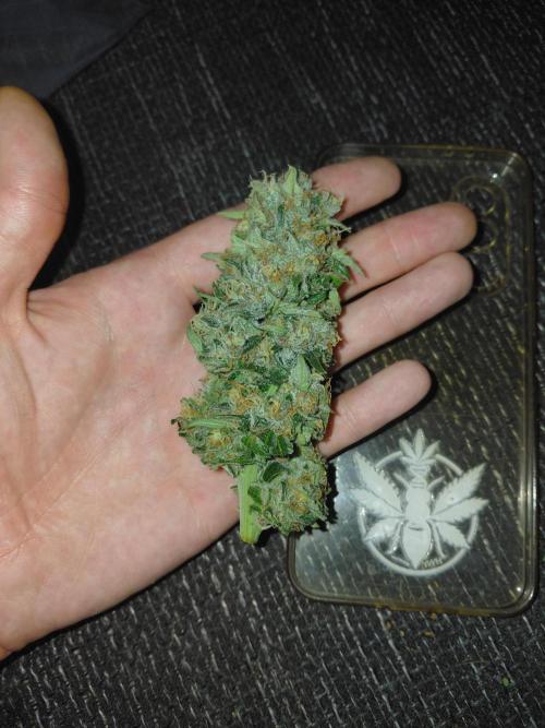 Gorilla Kush Fast Ganjafarmer. Week 13