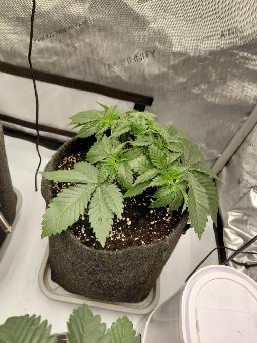 2x Slushberry Mintz. Week 4