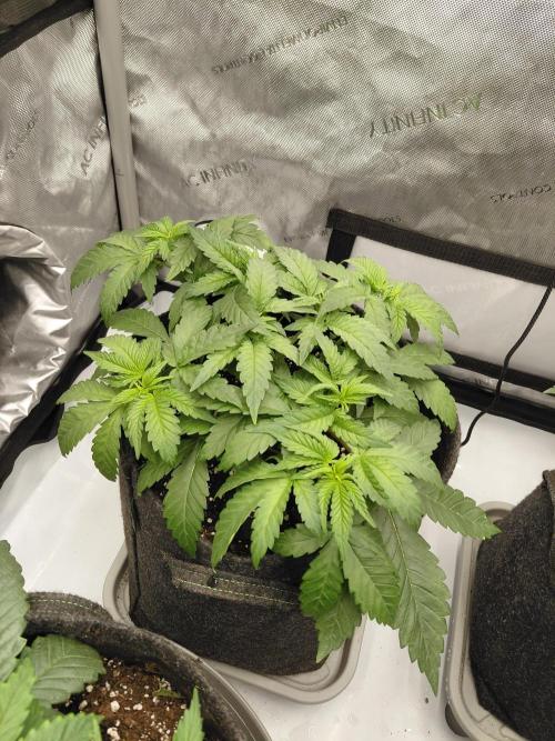 2x Slushberry Mintz. Week 4