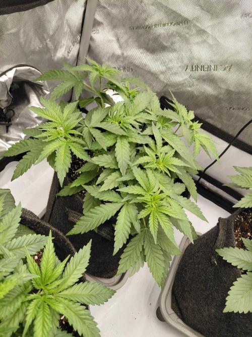 2x Slushberry Mintz. Week 4