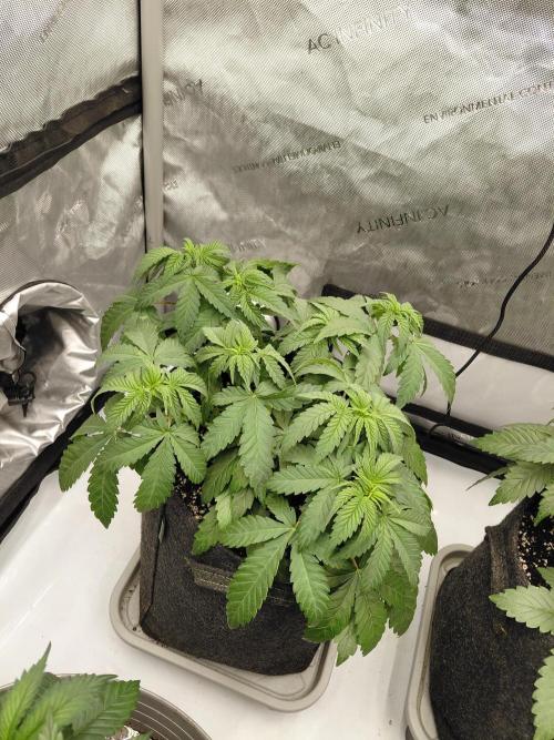 2x Slushberry Mintz. Week 4