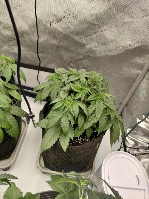 2x Slushberry Mintz. Week 5