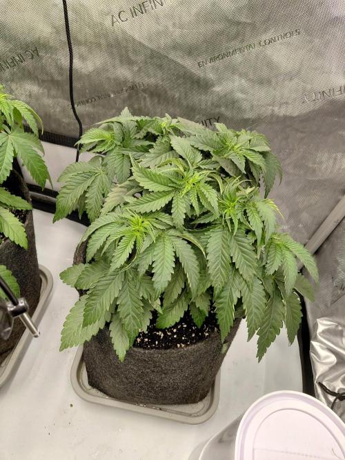 2x Slushberry Mintz. Week 5