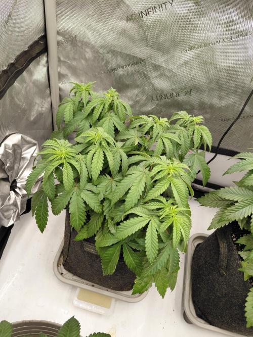 2x Slushberry Mintz. Week 5