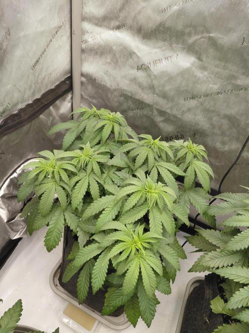 2x Slushberry Mintz. Week 5
