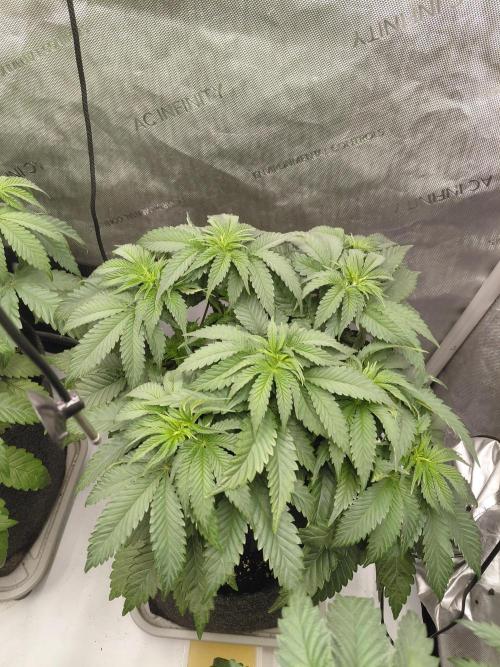 2x Slushberry Mintz. Week 5