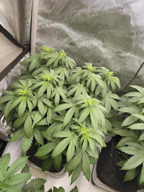 2x Slushberry Mintz. Week 6