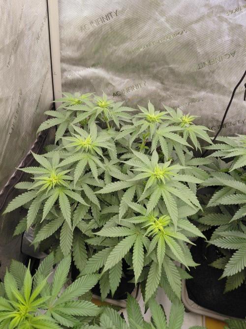2x Slushberry Mintz. Week 6