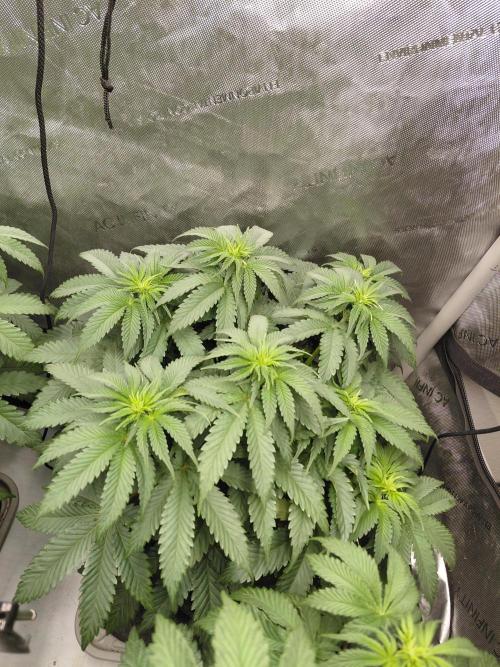 2x Slushberry Mintz. Week 6