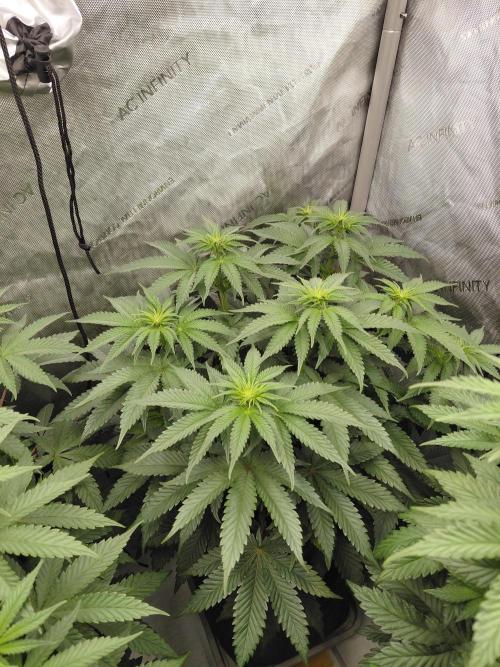 2x Slushberry Mintz. Week 6