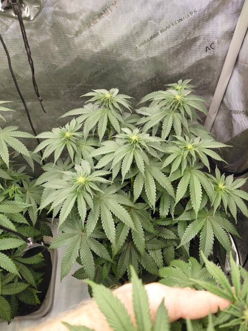 2x Slushberry Mintz. Week 6