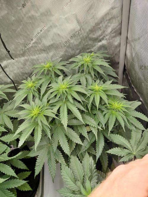 2x Slushberry Mintz. Week 6